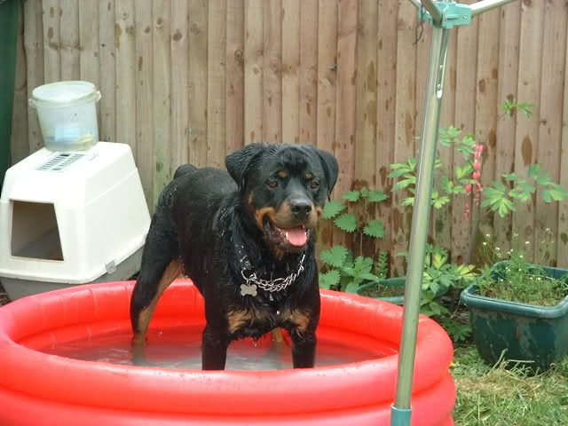 Hard Plastic Paddling Pool For Dogs