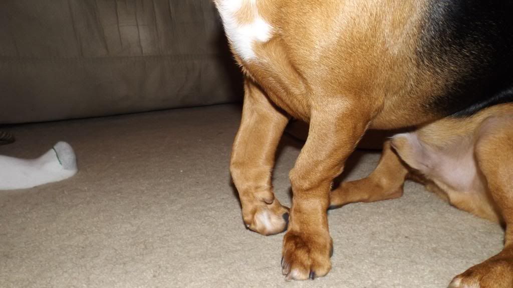 Front leg issue includes pics Basset Hounds Basset Hound Dog Forums