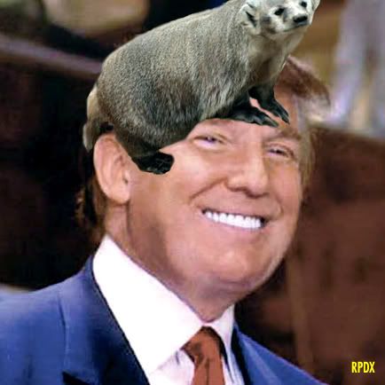 donald trump hairstyle. on Donald Trump#39;s face?