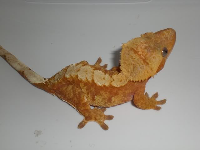 CIMG0029.jpg