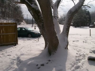 Box elder tree just off our front porch.