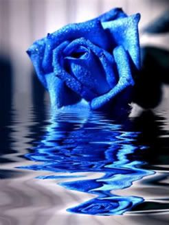blue rose Pictures, Images and Photos