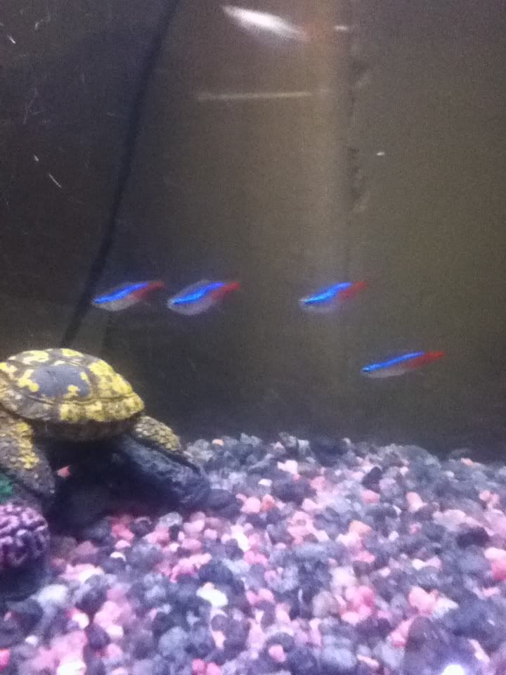 largest neon tetra