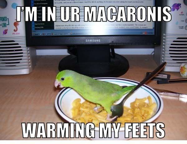 [Image: PARROT.jpg]