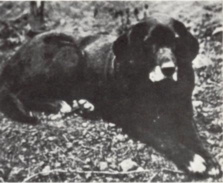 St. John's Dog 1856