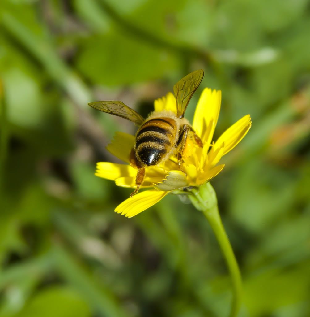 IMAGE: http://i155.photobucket.com/albums/s314/Lethal_014/IMG_9999_11.jpg