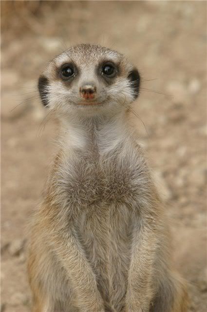 meercat.jpg