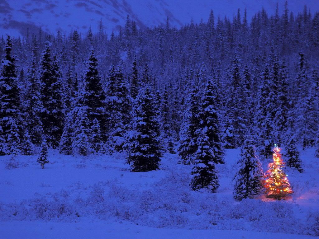 Arizona christmas tree cutting forest Fors Marketing Company