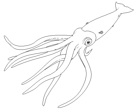 giantsquid.png