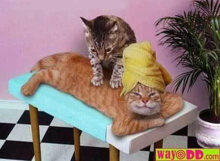 funny-pictures.jpg Cat Massage image by Jenny-LaBoricua