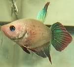 Sugar.jpg spadetail betta image by Charmedbettas