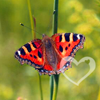 natureavie2.png