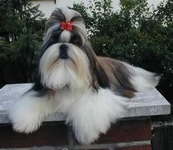 shih tzu Pictures, Images and Photos
