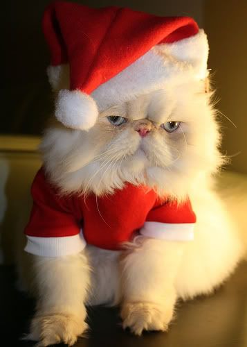 Cat-In-Santa-Hat.jpg