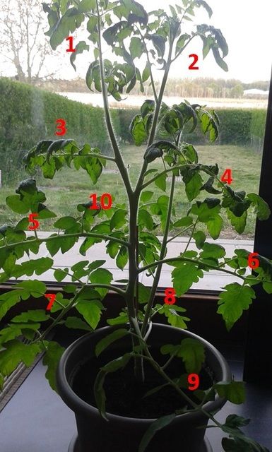 Tomatenplant%201.jpg