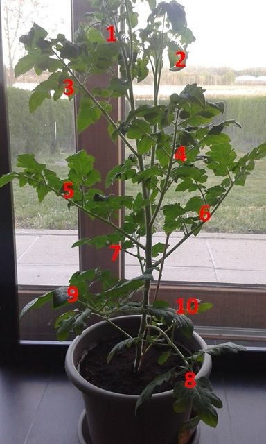Tomatenplant%202.jpg