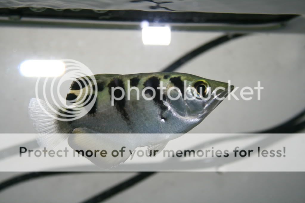 水族田园 61 检视主题 - [原创]什麼是汽水鱼 更新於10/9/2009