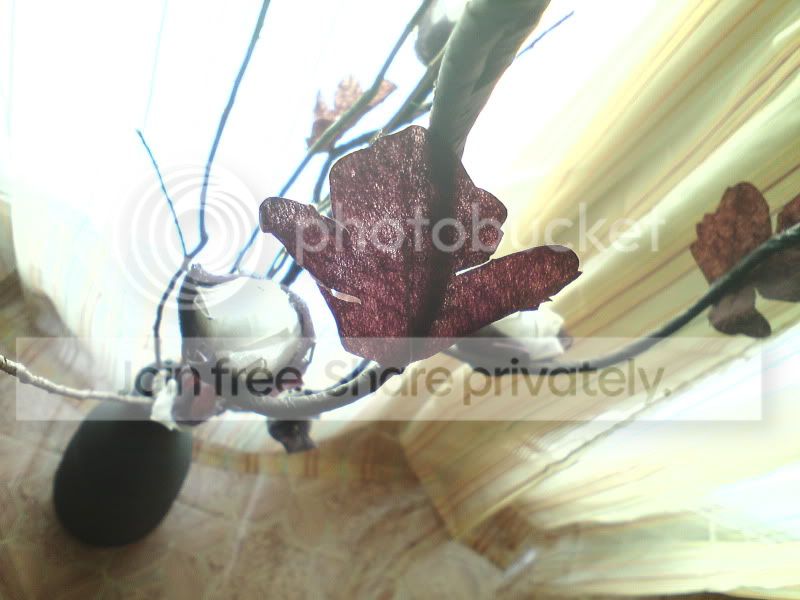 DSC00778.jpg