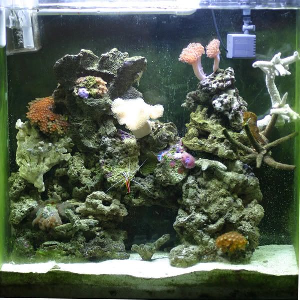 Seahorse FTS Pictures please - Reef Central Online Community