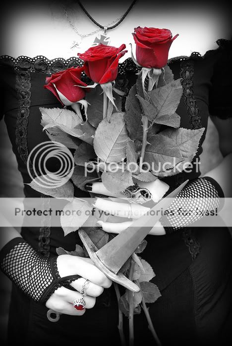 Dark Roses Pictures, Images and Photos