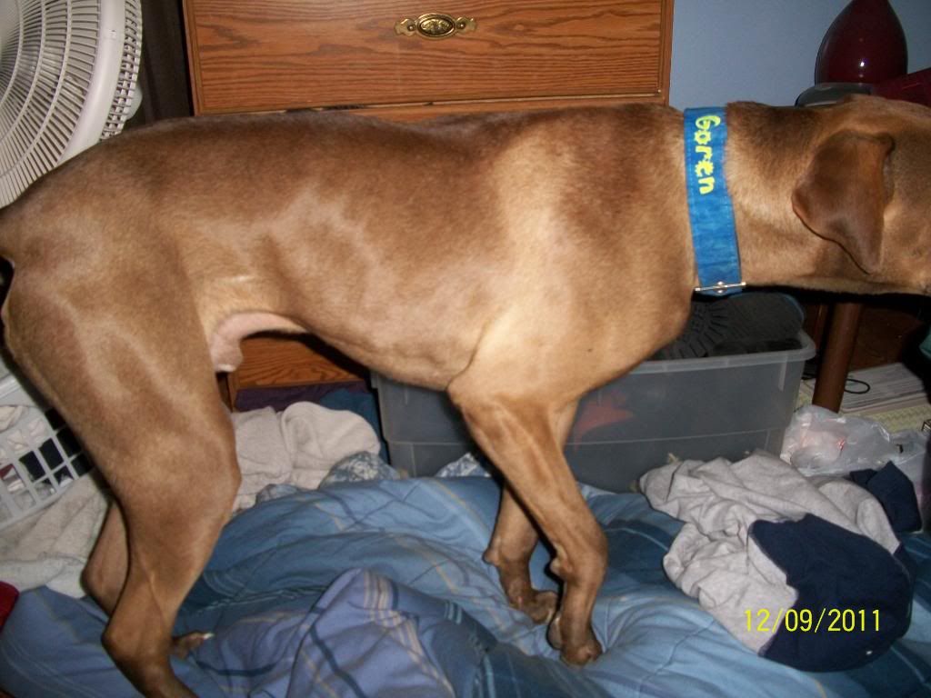 roach back dog roach back dog